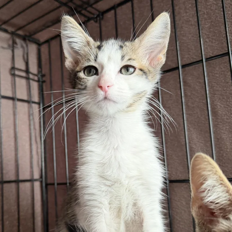 A baby small-sized male Domestic Short Hair cat named Sao Nicolau for adoption in Los Angeles, CA