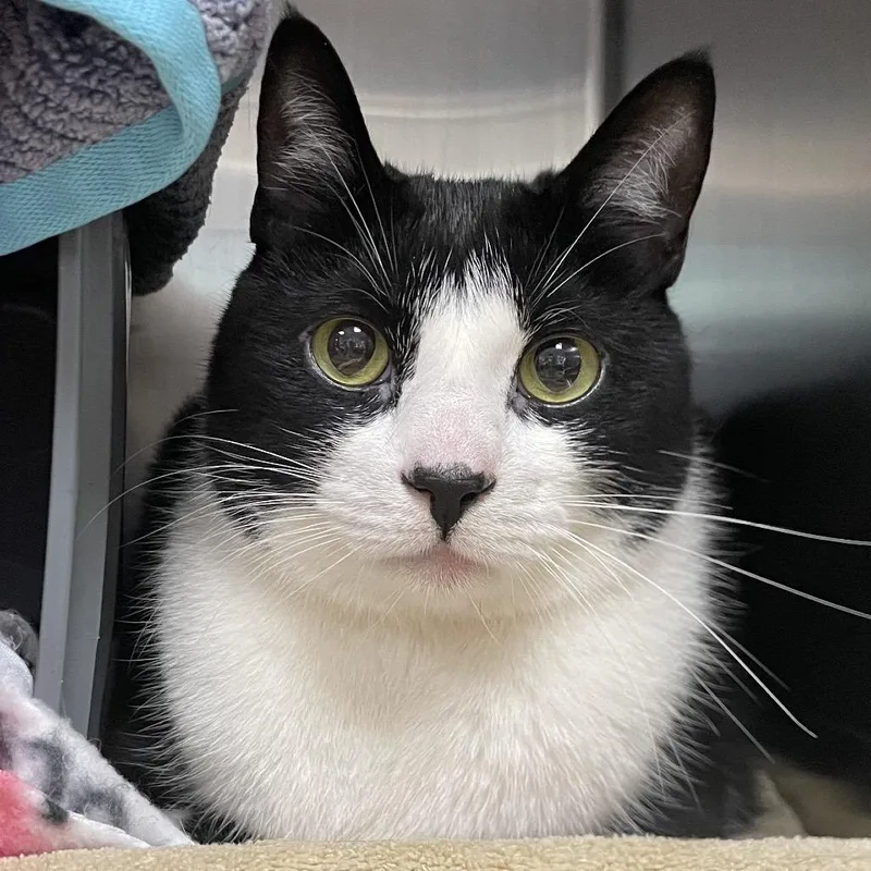 A senior large-sized male Black Domestic Medium Hair cat named Sparky for adoption in Springfield, MA