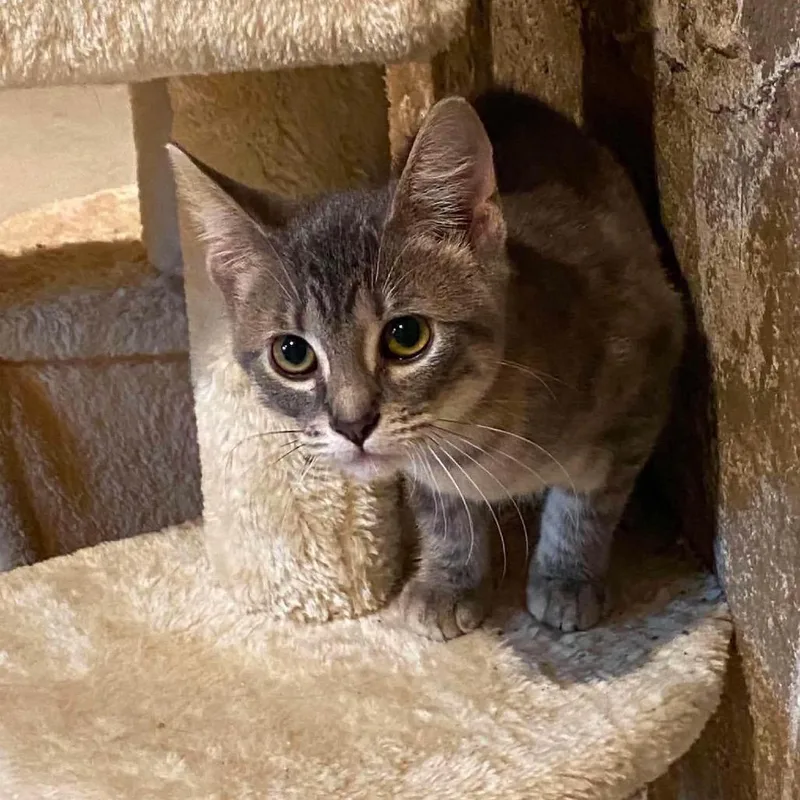 A young small-sized female Torbie Domestic Short Hair cat named Augustine for adoption in Chillicothe, IL