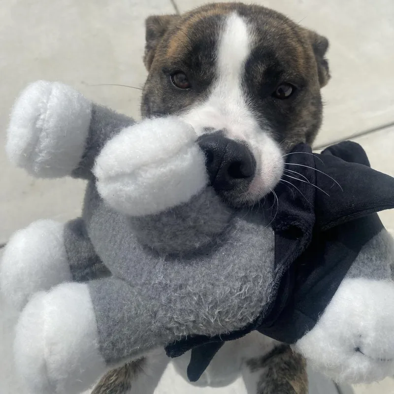 An adult medium-sized female Brindle Mixed Breed dog named Barbie for adoption in Harrisonburg, VA