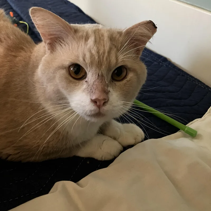 Mr. Orange