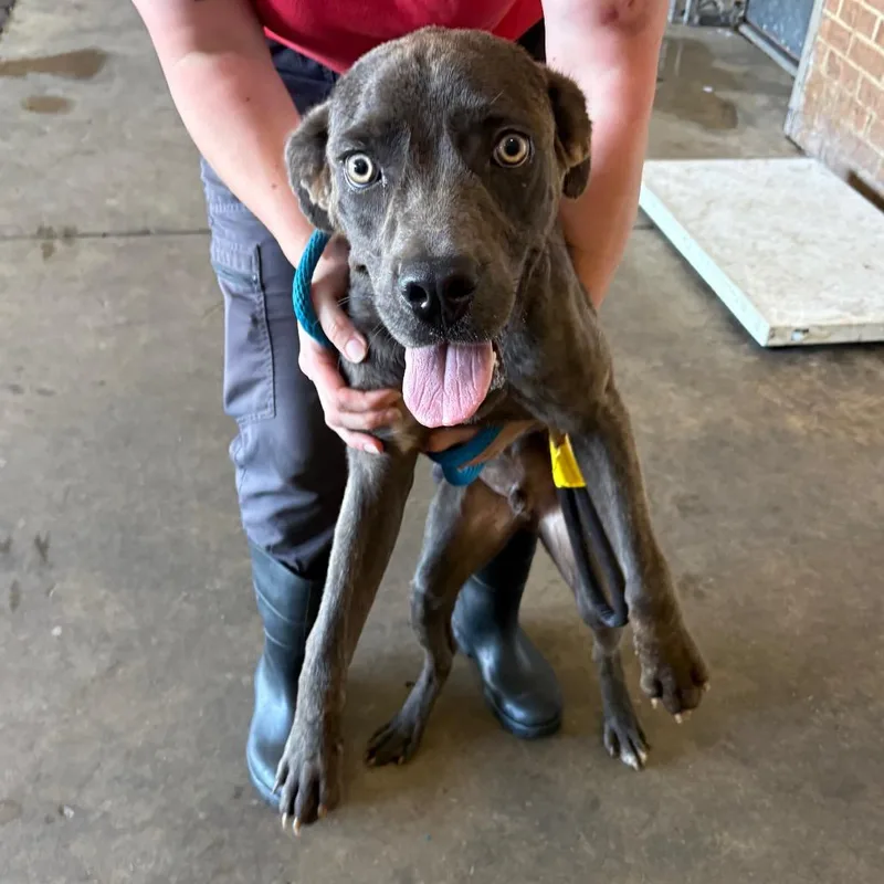 A young medium-sized male Gray / Blue / Silver Cane Corso dog named Tobias for adoption in Birmingham, AL