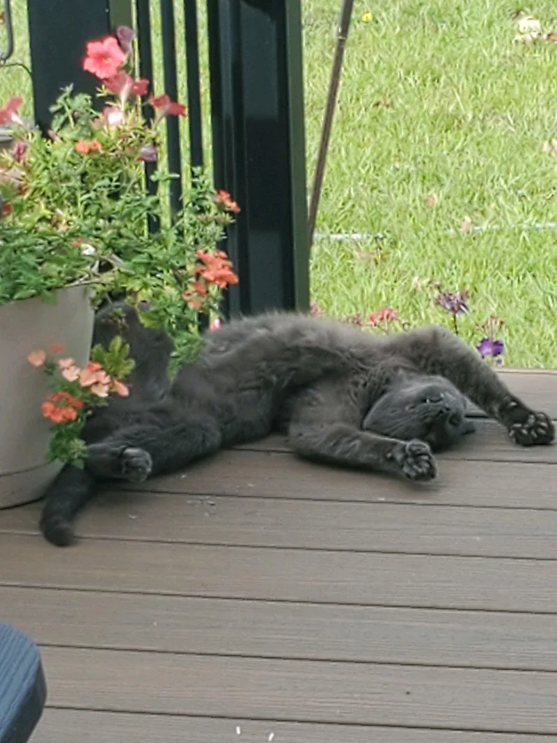 A young medium-sized male Gray / Blue / Silver Domestic Short Hair cat named Grayson for adoption in Faribault, MN