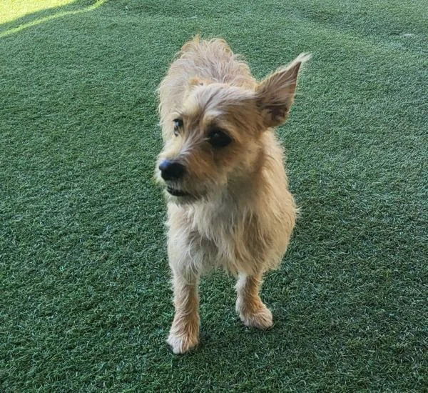 A young small-sized female Terrier dog named Winnie for adoption in Oceanside, CA