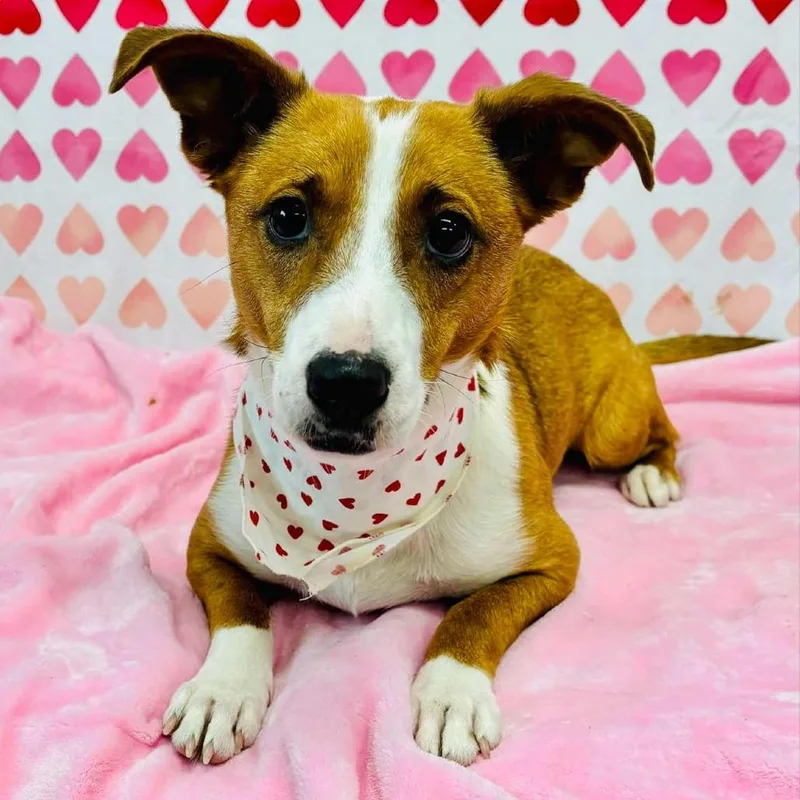 An adult small-sized female Red / Chestnut / Orange Mixed Breed dog named Sugar for adoption in Walnut Cove, NC