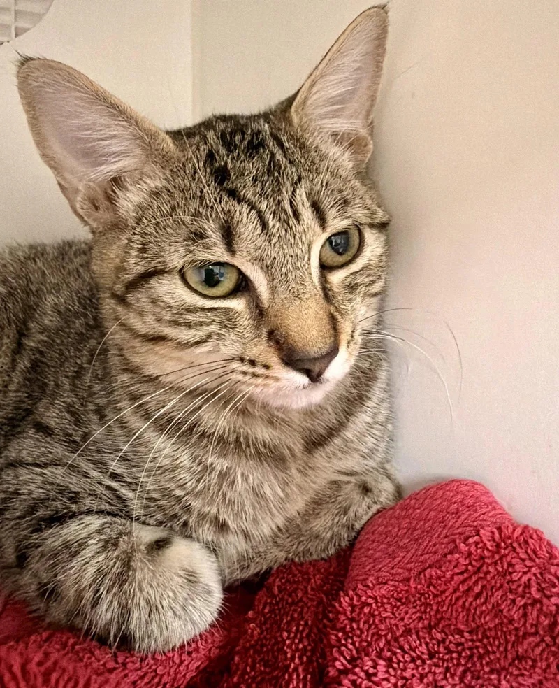 A young medium-sized male Tabby cat named Linus for adoption in Hilton Head Island, SC