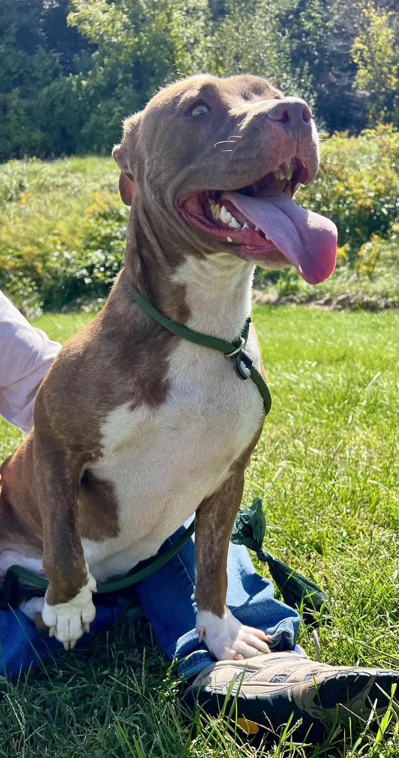 An adult medium-sized female Pit Bull Terrier dog named Serena for adoption in Sparta, NC
