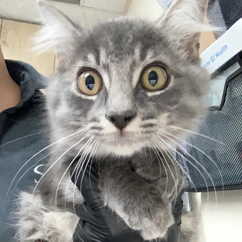 A baby small-sized male Gray / Blue / Silver Domestic Medium Hair cat named John for adoption in Lakeland, FL