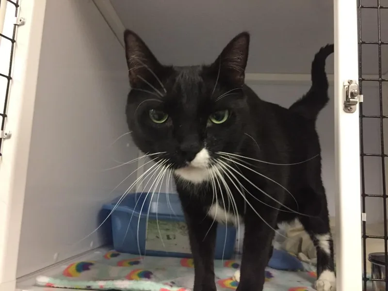 An adult medium-sized female Domestic Short Hair cat named Beanie Baby for adoption in Peoria, AZ