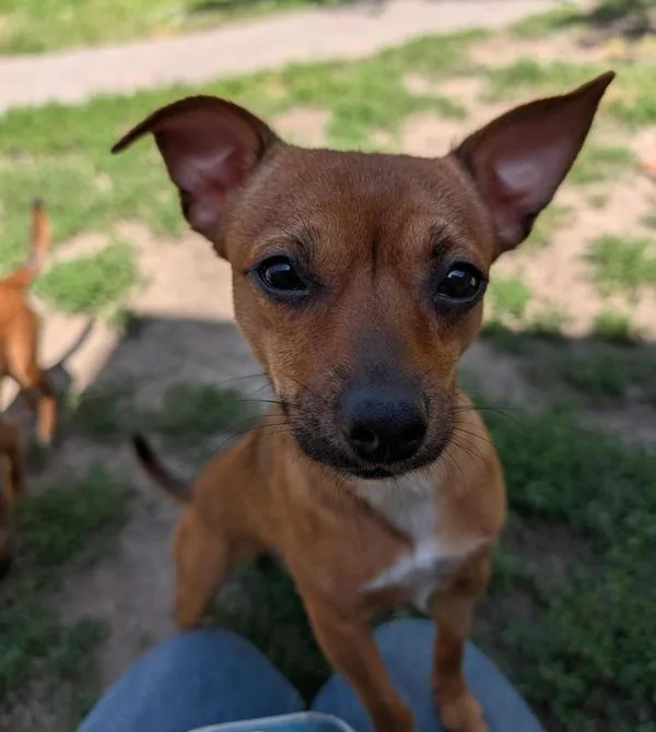 A young small-sized male Chihuahua dog named Pickle for adoption in Santa Rosa, CA