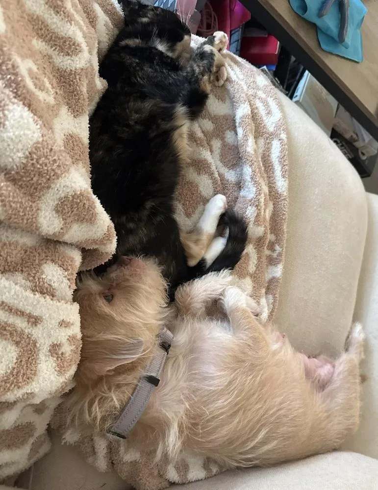 A young small-sized female Shih Tzu dog named Tansley for adoption in China Township, MI