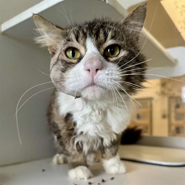 An adult small-sized male Domestic Long Hair cat named Eddy for adoption in Riverside, CA