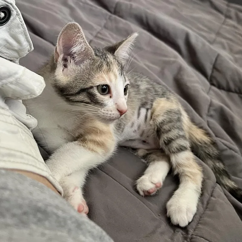 A baby small-sized female Calico Domestic Short Hair cat named Pancake for adoption in Houston, TX