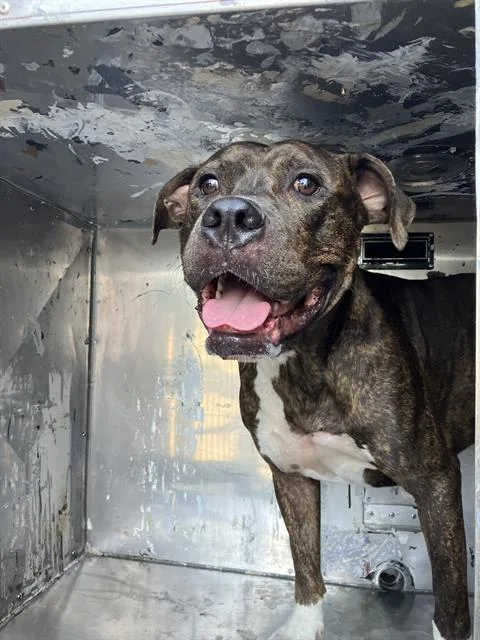 An adult large-sized male Mixed Breed dog named Gator for adoption in Dallas, TX