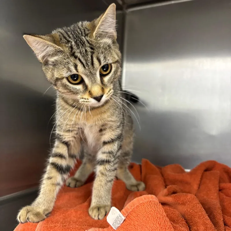 A baby small-sized female Brown / Chocolate Domestic Short Hair cat named Poppy for adoption in Spokane, WA