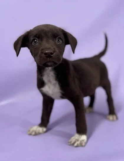 A baby medium-sized female Cavalier King Charles Spaniel dog named Charlie for adoption in Morton Grove, IL