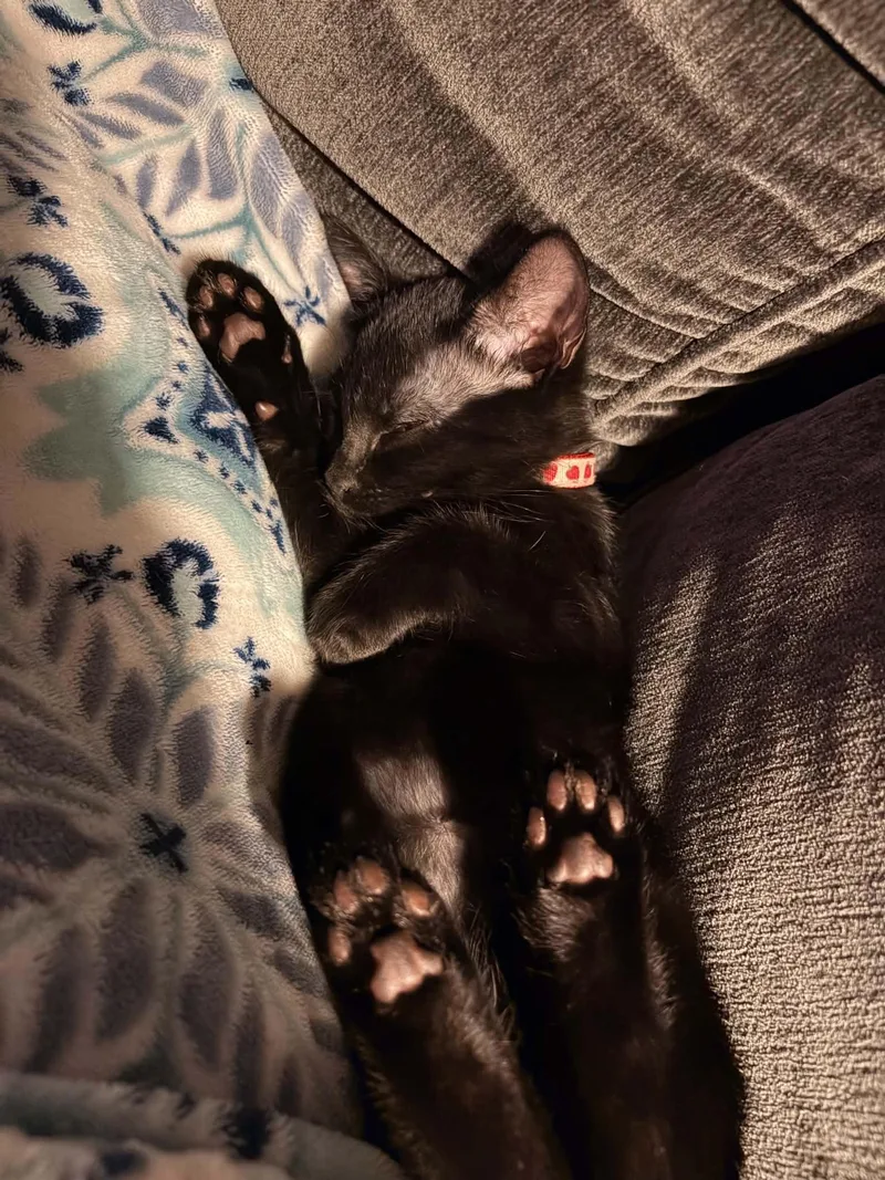 Stella