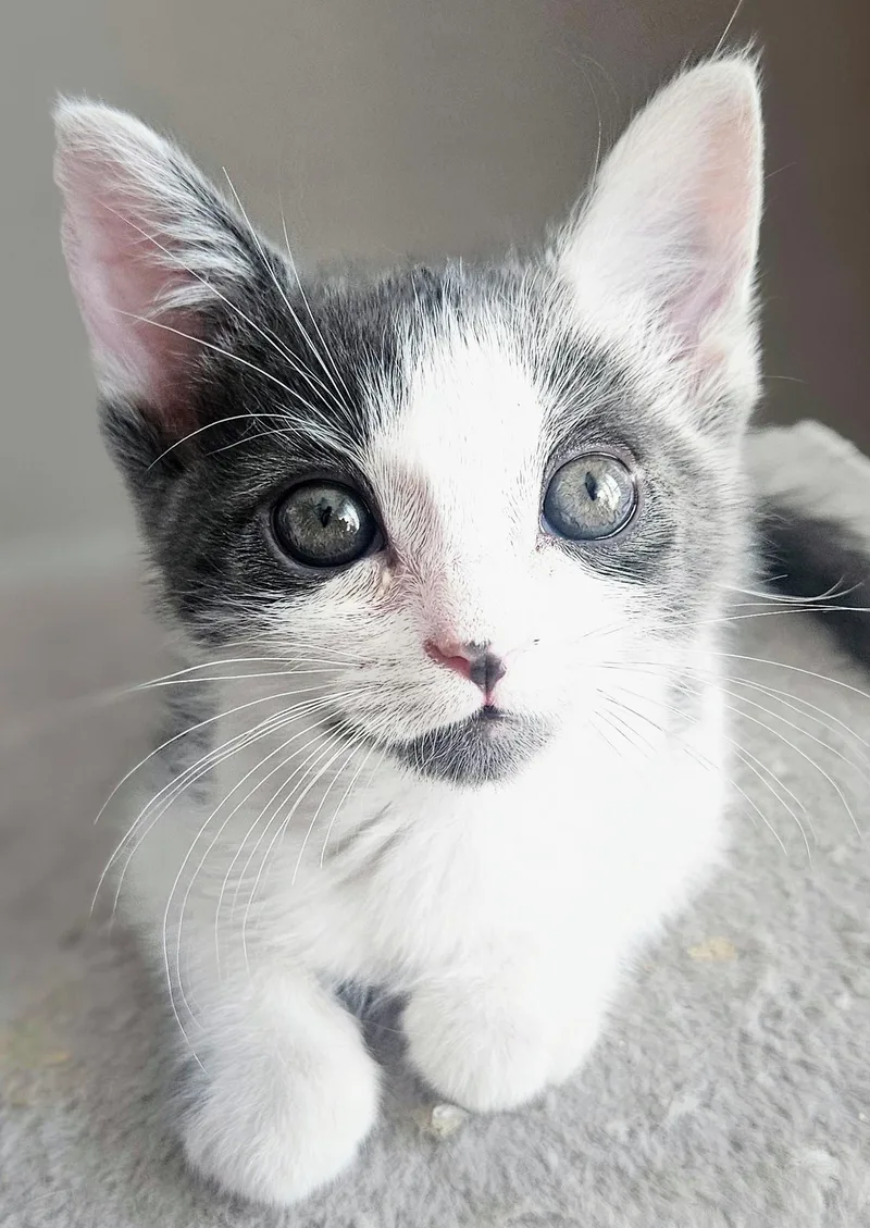A baby small-sized male Gray & White Domestic Short Hair cat named Snickers Rancho Cucamonga for adoption in Yorba Linda, CA