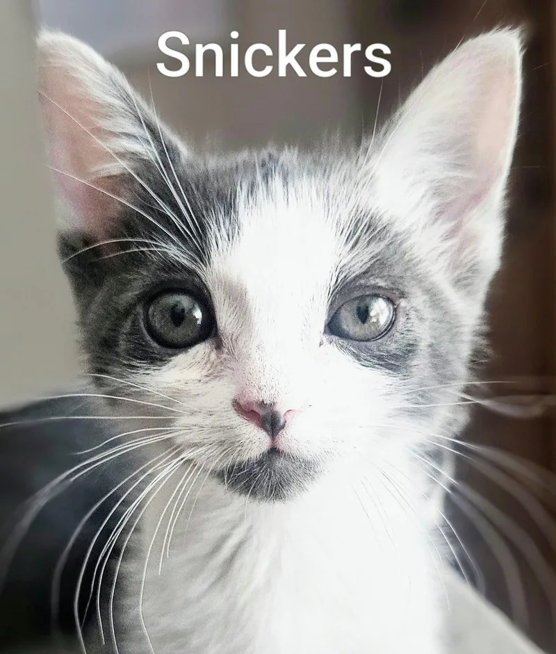 Snickers  Rancho Cucamonga thumbnail 5