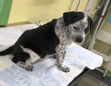 A baby medium-sized male Cattle Dog dog named Ivander for adoption in Picayune, MS