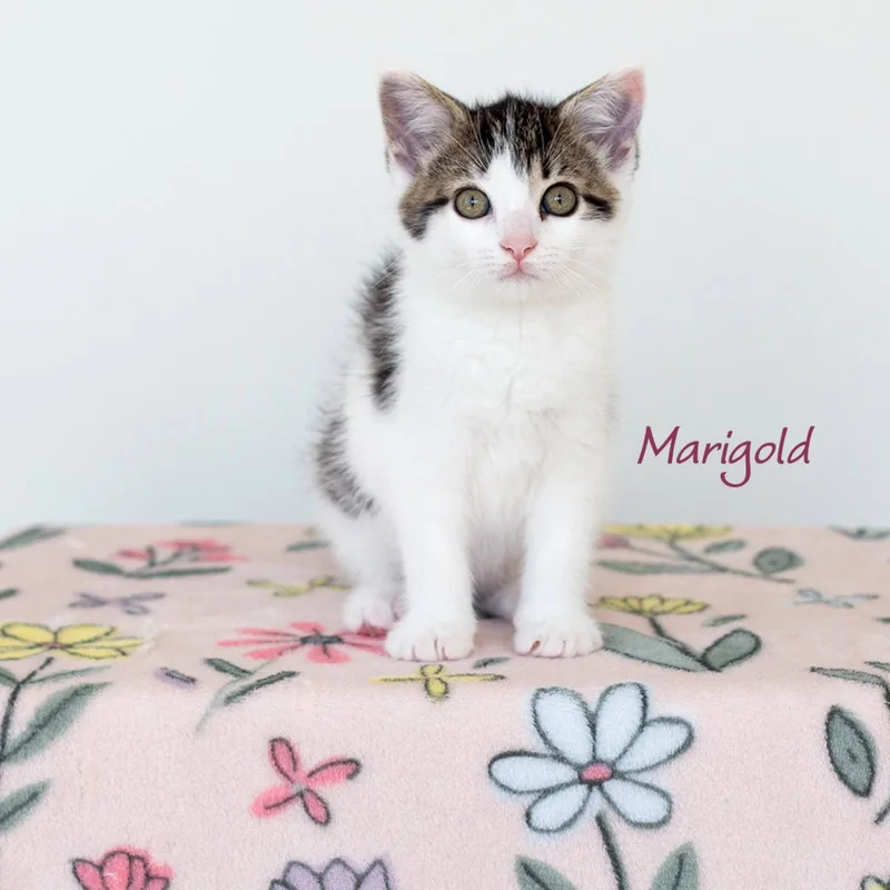 A baby medium-sized female Domestic Short Hair cat named Marigold for adoption in Rochester, NY
