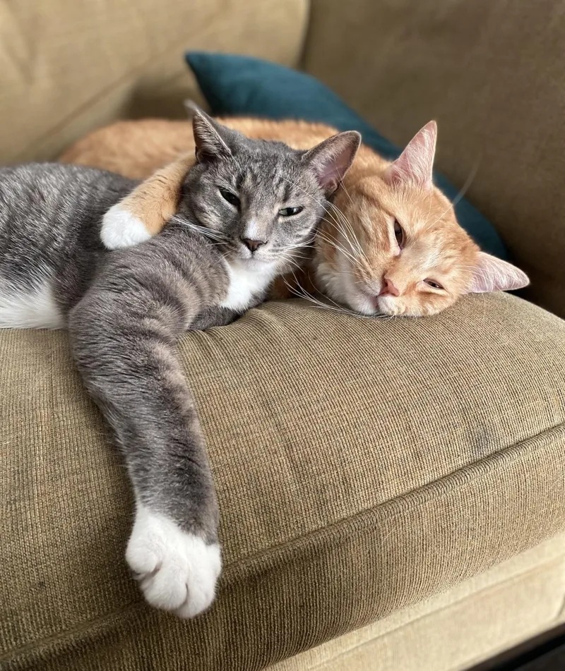 Brooklyn and Mango
