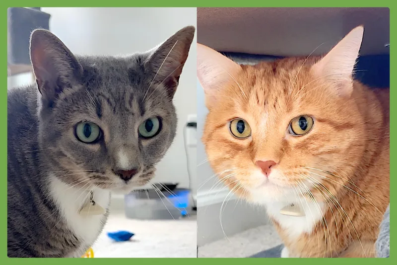 Brooklyn and Mango thumbnail 2