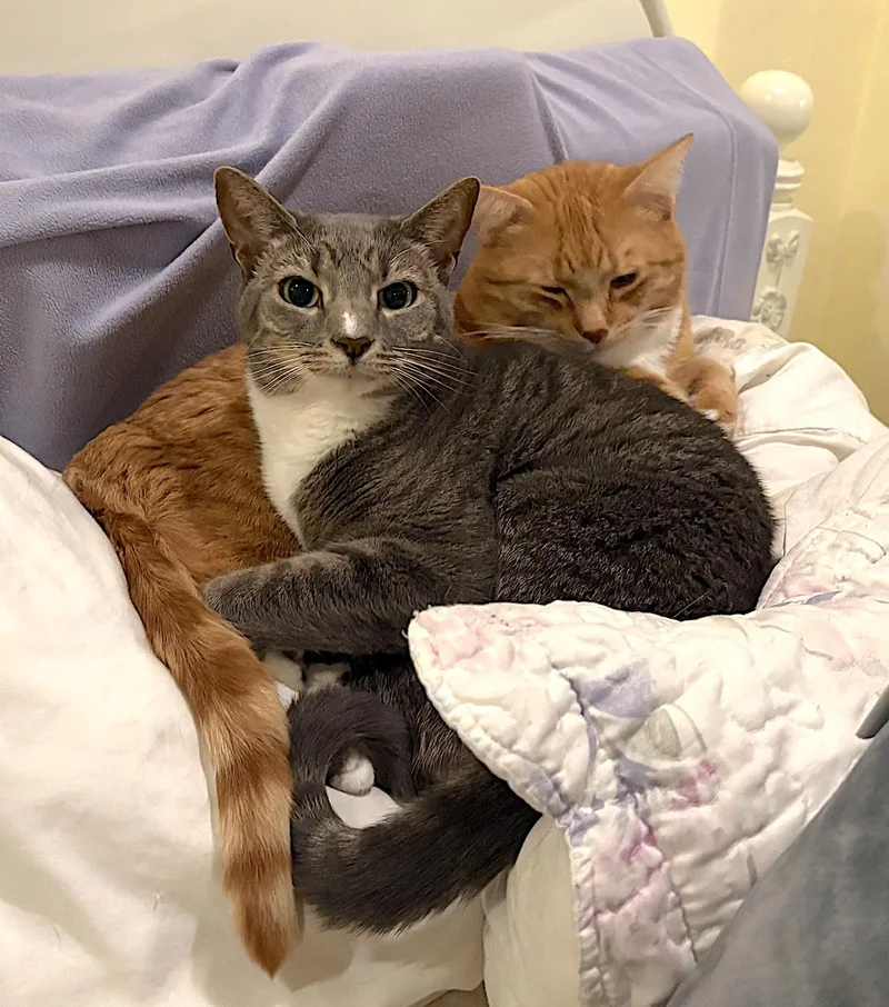 Brooklyn and Mango thumbnail 4