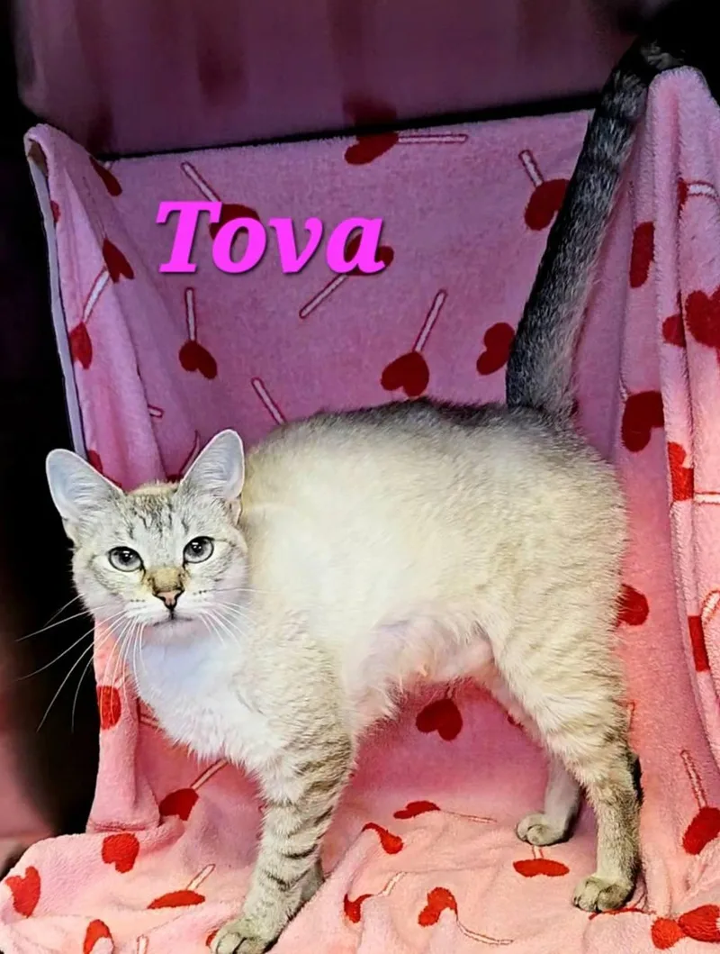 An adult medium-sized female Lilac Point Siamese cat named Tova for adoption in Macon, GA