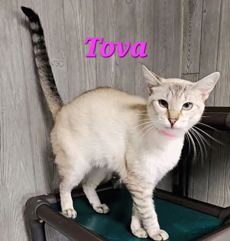 Tova thumbnail 3