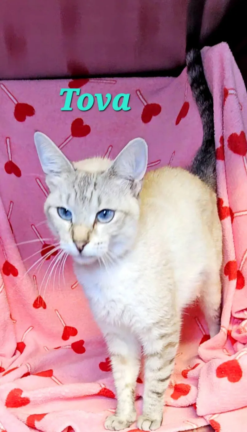 Tova thumbnail 4