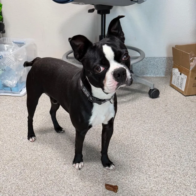 An adult small-sized male Black Boston Terrier dog named Charlie for adoption in Englewood, FL
