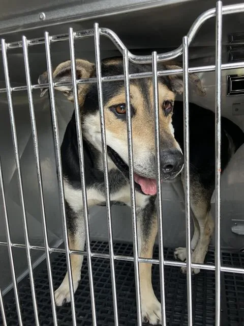 An adult large-sized male Mixed Breed dog named Milo for adoption in Dallas, TX