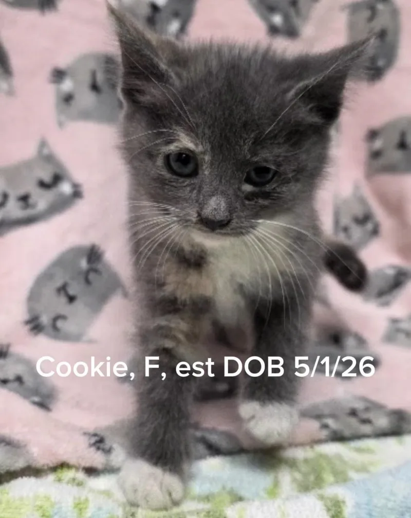 A baby small-sized female Domestic Short Hair cat named Cookie for adoption in Shrewsbury, MA