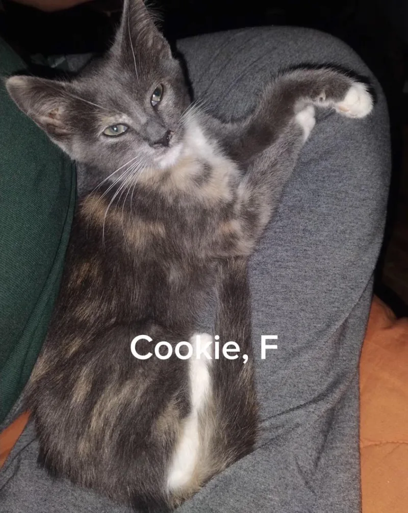 Cookie thumbnail 2