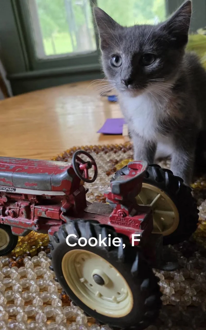 Cookie thumbnail 3