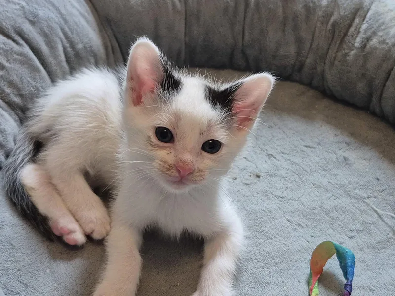 A baby medium-sized male Black & White / Tuxedo Domestic Short Hair cat named Hank & Mac for adoption in Wheaton, IL
