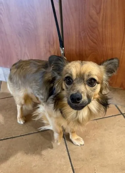 A young small-sized male Mixed Breed dog named Doppler for adoption in Longmont, CO