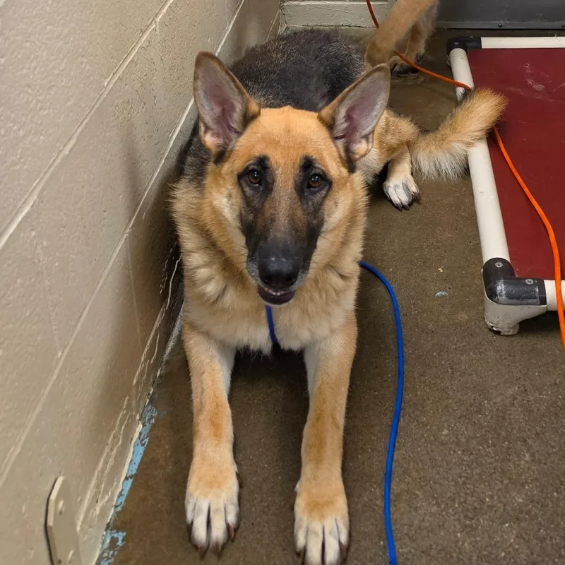 An adult large-sized female German Shepherd Dog dog named Eleanor for adoption in Easton, PA