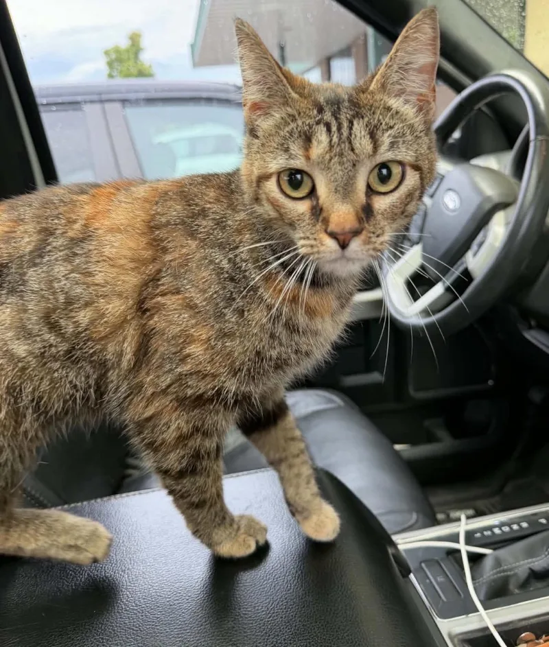 A young small-sized female Tortoiseshell Domestic Short Hair cat named Big Money for adoption in Maineville, OH