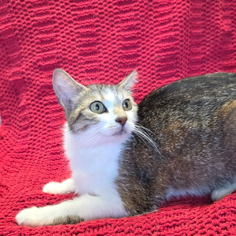An adult medium-sized female Brown / Chocolate Domestic Short Hair cat named Mama Merica for adoption in Mount Juliet, TN