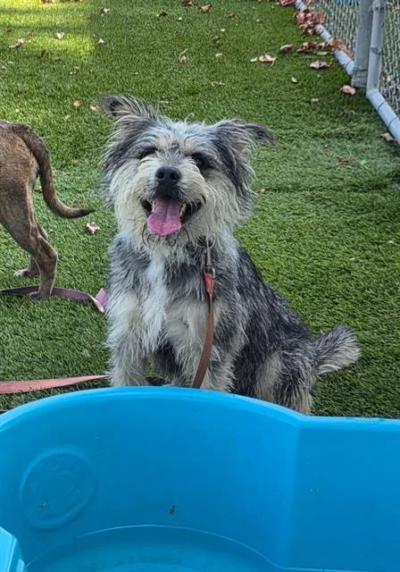 An adult medium-sized male Terrier dog named Shaggy for adoption in Agoura, CA