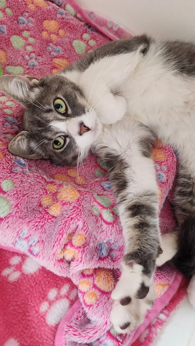 An adult medium-sized male Tabby (Gray / Blue / Silver) Domestic Short Hair cat named Cliff for adoption in Ely, MN