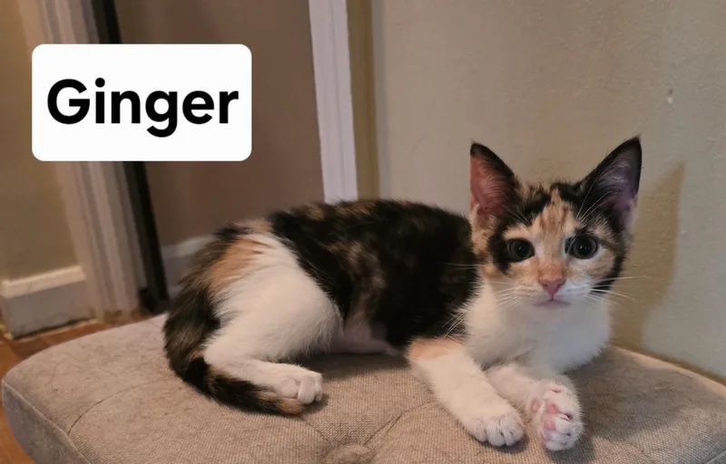 Ginger