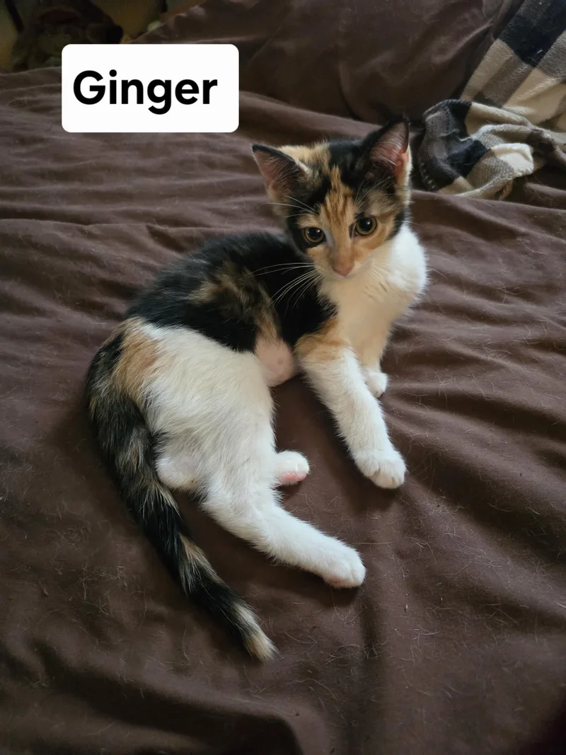 Ginger thumbnail 2