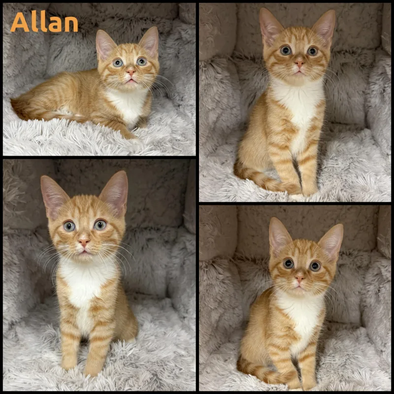 A baby small-sized male Orange & White Domestic Short Hair cat named Allan for adoption in Louisville, KY