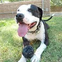 An adult large-sized female Black American Staffordshire Terrier dog named Panda for adoption in Phoenix, AZ