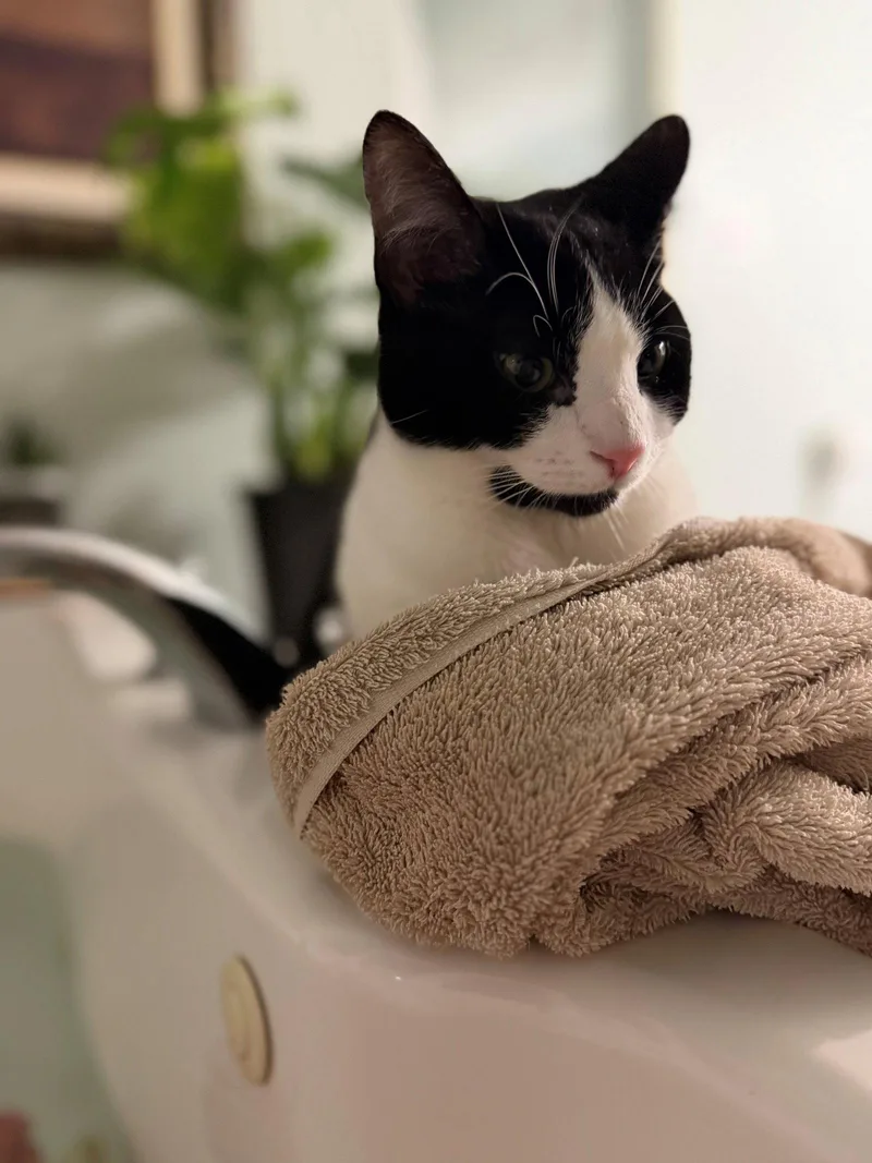A baby medium-sized male Black & White / Tuxedo Domestic Short Hair cat named 6 7 for adoption in Broomall, PA