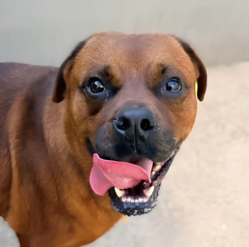 A young medium-sized female Rottweiler dog named Lennie for adoption in Naperville, IL