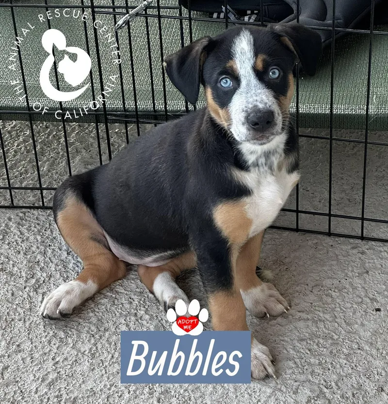 A baby medium-sized female Tricolor (Brown, Black, & White) Australian Shepherd dog named Bubbles for adoption in Coachella, CA